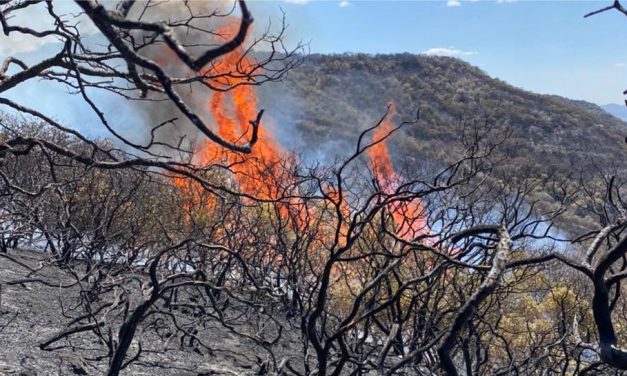 Detectan a personas provocando incendios en zona forestal devastada de San José Iturbide