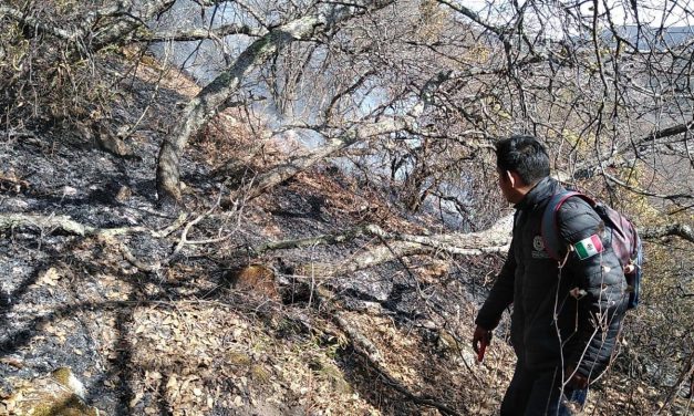 ¿Qué puedes hacer para apoyar a los bosques después de un incendio?