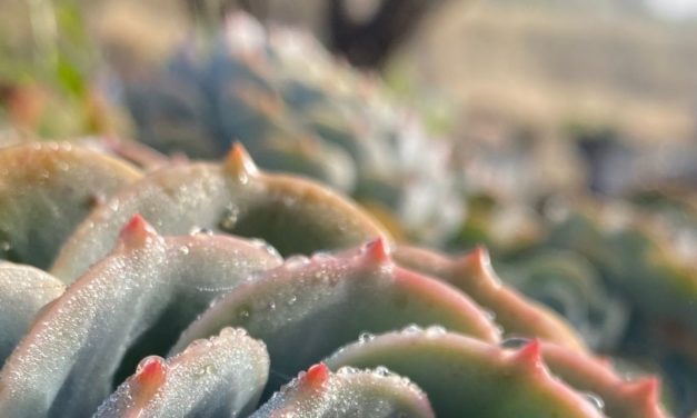 Cae primera “helada” de la temporada en el Noreste de Guanajuato por efectos del frente frío número 7