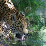 ¡Buenas noticias! Población de jaguar aumentó 20% según Censo Nacional de la UNAM