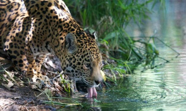 ¡Buenas noticias! Población de jaguar aumentó 20% según Censo Nacional de la UNAM