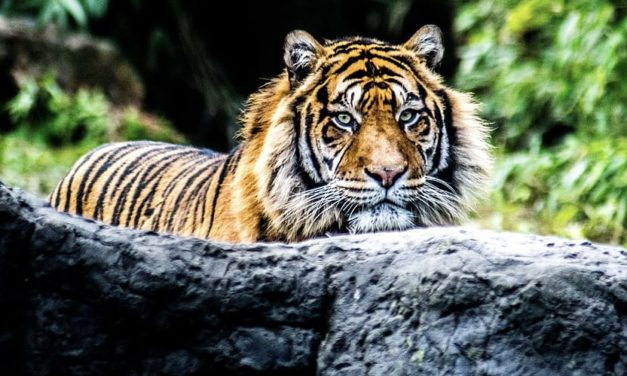 Alertan por presencia de tigre en comunidades de Apaseo El Grande