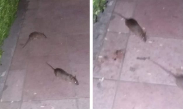 Plaga de ratas sigue afectando a la Plaza Principal de San José Iturbide