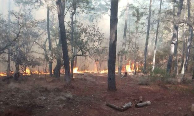 Piden ayuda para sofocar incendio forestal en Atarjea