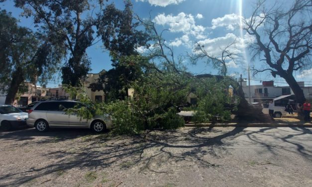 Informa gobierno municipal sobre colapso de árbol
