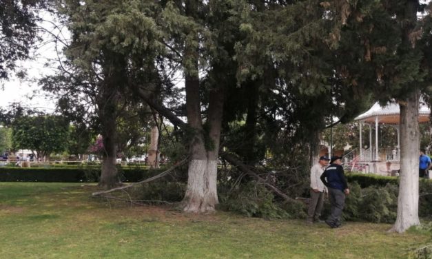 Acordonada zona de jardín principal por colapso de rama de árbol