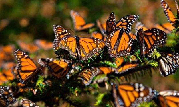 Guanajuato se alista para recibir, como cada año, a la mariposa monarca.