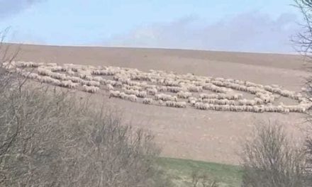 Graban a animales corriendo en círculo en todo el mundo ¿Cuál es la explicación?