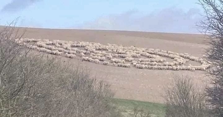 Graban a animales corriendo en círculo en todo el mundo ¿Cuál es la explicación?