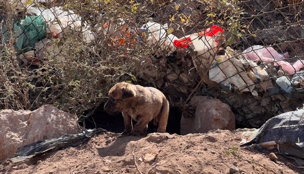 Piden ayuda para adoptar perros del basurero municipal