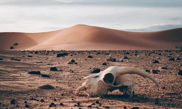 ¿Te quejas del calor? Entonces imagina vivir en el desierto de Sonora, el lugar más caliente del mundo