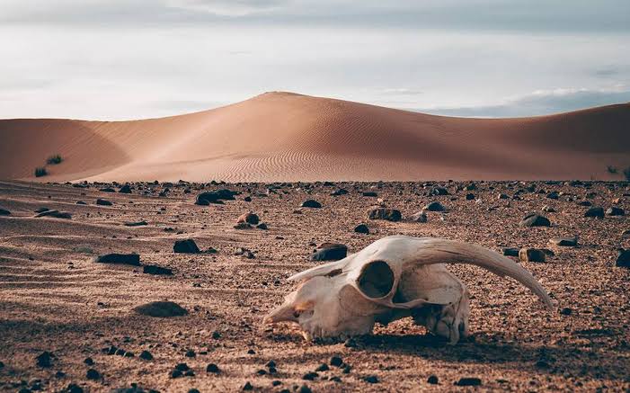 ¿te Quejas Del Calor Entonces Imagina Vivir En El Desierto De Sonora El Lugar Más Caliente Delemk 9202