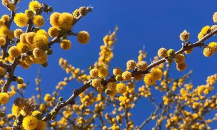 Los huizaches llenan de color y aroma al Noreste de Guanajuato, anunciando la llegada de la primavera