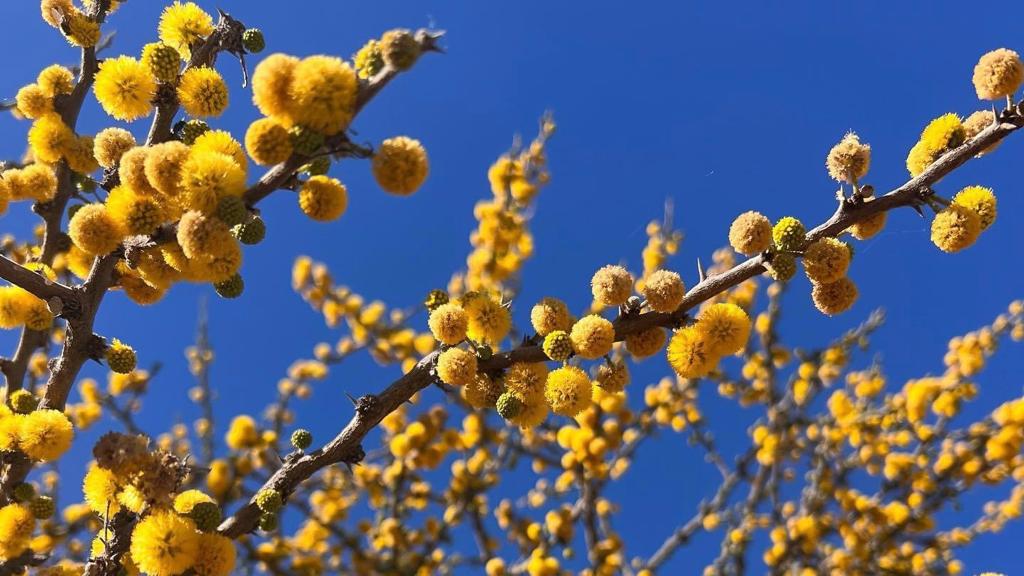 Los huizaches llenan de color y aroma al Noreste de Guanajuato, anunciando la llegada de la primavera