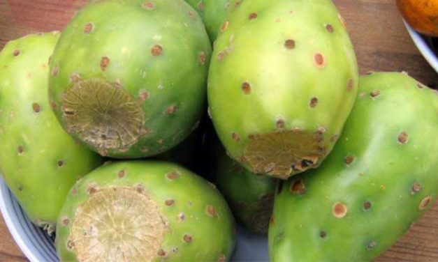 Temporada de tunas, deliciosas y nutritivas