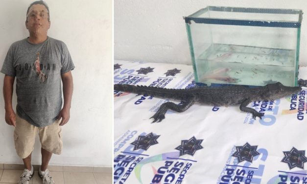 Asegura SSP a presunto vendedor de animales en peligro de extinción
