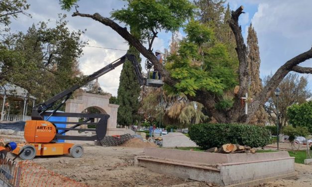 CONTINÚA SANEAMIENTO DE ÁRBOLES PARA RETIRO DE PLAGA