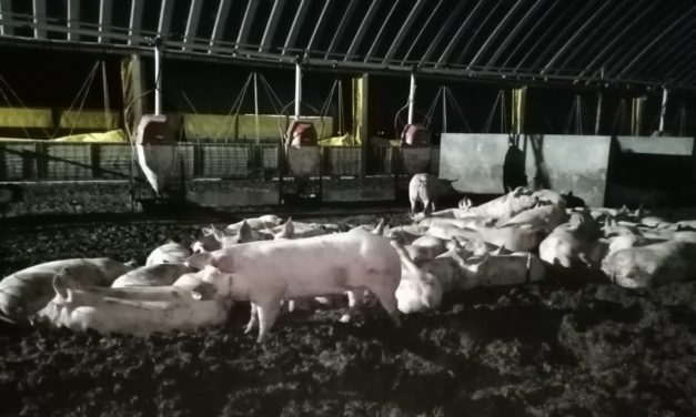 Cerca de 200 cerdos permanecen aún en granja clausurada en La Palmira, proceso continúa