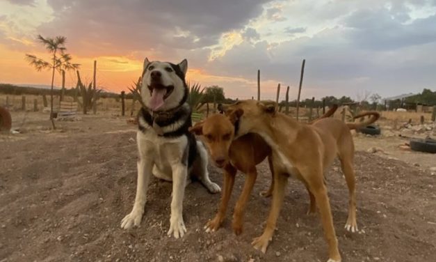 Adopta seguridad pública municipal medidas para atender maltrato animal