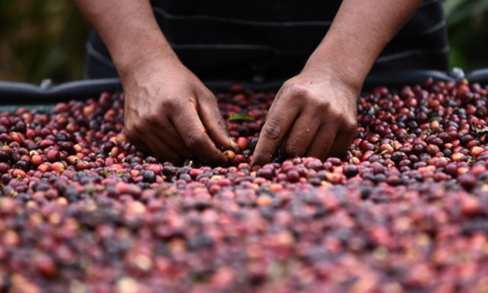 Crece el interés por el cultivo de café en Guanajuato, estos municipios tienen el mayor potencial