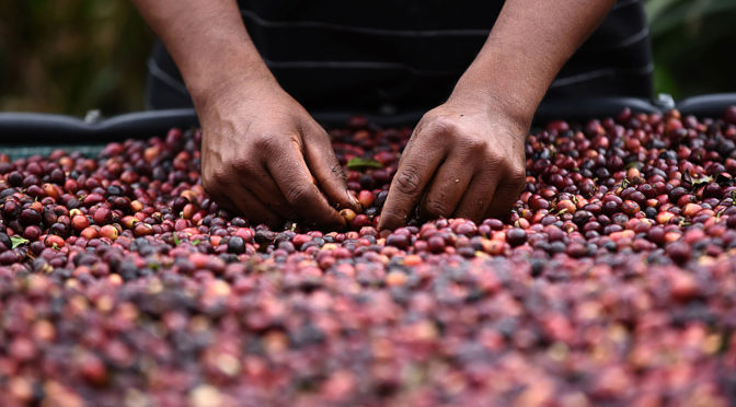 Crece el interés por el cultivo de café en Guanajuato, estos municipios tienen el mayor potencial