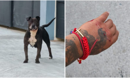 Otro incidente con perros en San José de Iturbide: can muerde a joven en La Loma de Buenavista