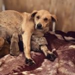 Personal de Ecología enfrenta amenazas con machetes y escopetas durante redadas de perros callejeros en San José Iturbide