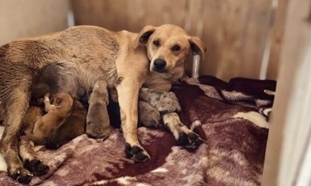 Personal de Ecología enfrenta amenazas con machetes y escopetas durante redadas de perros callejeros en San José Iturbide