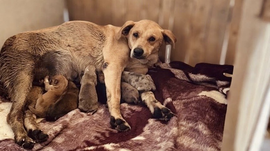 8092a254-e7a0-4a10-a3e4-b58fea58e8b9