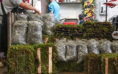PAOT llama a evitar el uso de musgo y heno en Navidad para proteger los bosques de Guanajuato