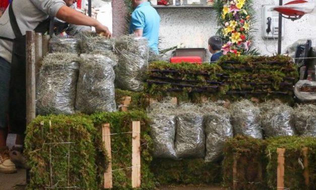 PAOT llama a evitar el uso de musgo y heno en Navidad para proteger los bosques de Guanajuato