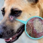 Detectan posibles casos de gusano barrenador en mascotas de Guanajuato capital; alertan por riesgos a la salud