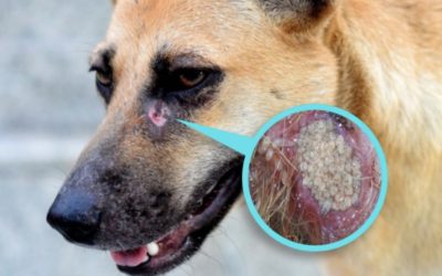 Detectan posibles casos de gusano barrenador en mascotas de Guanajuato capital; alertan por riesgos a la salud