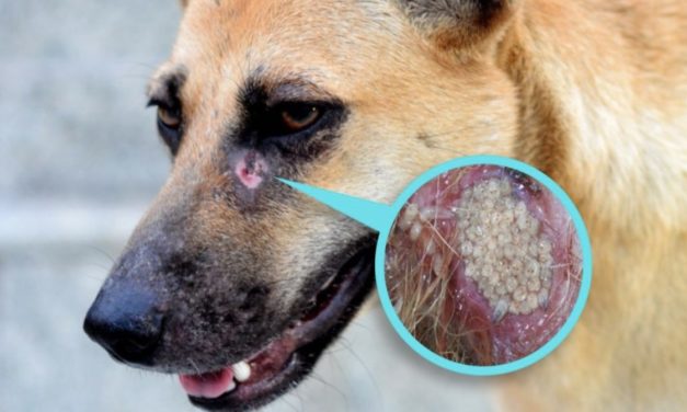 Detectan posibles casos de gusano barrenador en mascotas de Guanajuato capital; alertan por riesgos a la salud