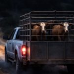 Robo de ganado repunta en Guanajuato; San Miguel, Dolores e Irapuato figuran entre los focos rojos