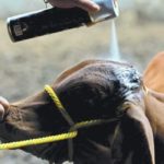 Gusano Barrenador avanza en Guanajuato: 4 municipios del Noreste ya son afectados