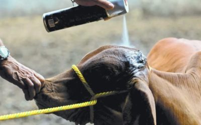 Gusano Barrenador avanza en Guanajuato: 4 municipios del Noreste ya son afectados