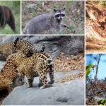 La Sierra Gorda vuelve a respirar: pumas, osos y otras especies recuperan su hogar en Guanajuato