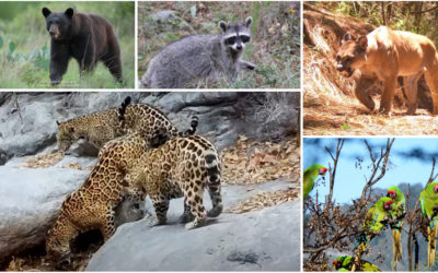 La Sierra Gorda vuelve a respirar: pumas, osos y otras especies recuperan su hogar en Guanajuato