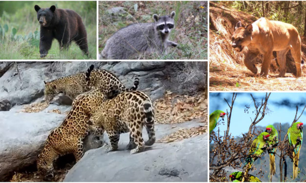 La Sierra Gorda vuelve a respirar: pumas, osos y otras especies recuperan su hogar en Guanajuato
