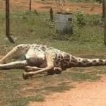ZOOLÓGICO DE LEÓN: CRISIS SIN FRENO POR MUERTES DE ANIMALES Y DENUNCIAS DE MALOS MANEJOS