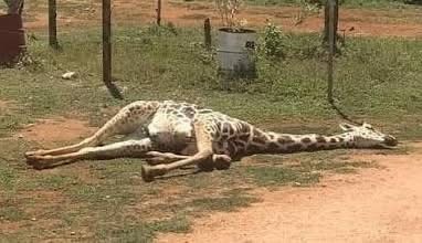 ZOOLÓGICO DE LEÓN: CRISIS SIN FRENO POR MUERTES DE ANIMALES Y DENUNCIAS DE MALOS MANEJOS